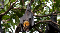 Spectacled Flying Fox