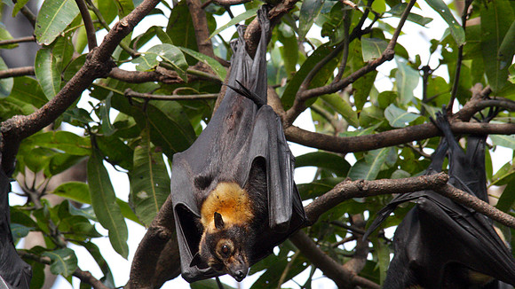 Spectacled Flying Fox, Cairns, November 2013