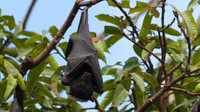 Spectacled Flying Fox, Cairns, November 2013