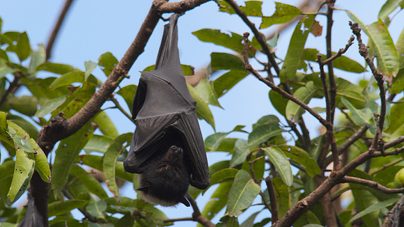 Spectacled Flying Fox, Cairns, November 2013