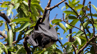 Spectacled Flying Fox, Cairns, November 2013