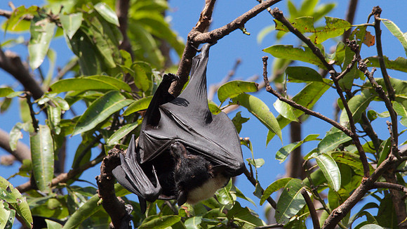 Spectacled Flying Fox, Cairns, November 2013