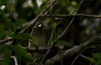 Spotted Catbird, Atherton Tablelands, Cairns, November 2013