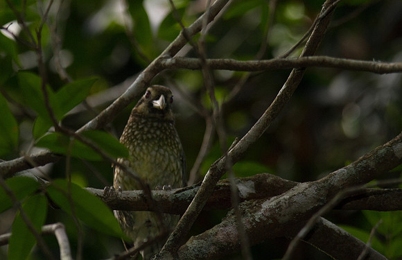 Spotted Catbird, Atherton Tablelands, Cairns, November 2013
