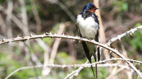 Swallow