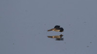 Swallow, New Passage, September 2014