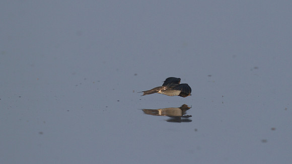 Swallow, New Passage, September 2014