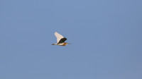 Squacco Heron