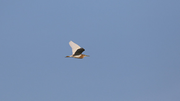 Squacco Heron, Agia Varavra, Cyprus, April 2016