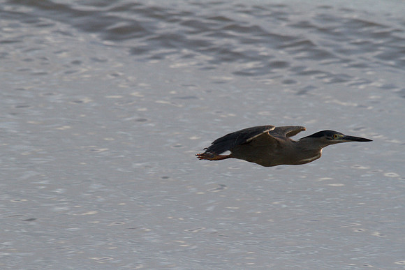 Striated Heron, Cairns 2013