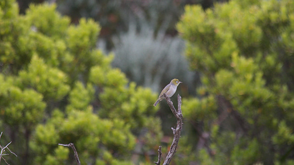 Silvereye, Australia 2013