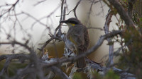 Singing Honeyeater