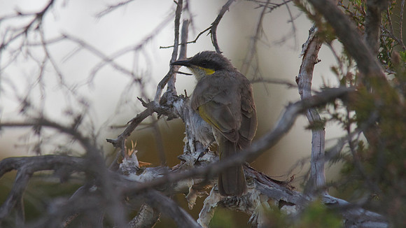 Singing Honeyeater, Perth, November 2013