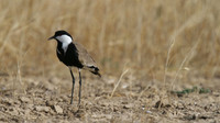 Spur Winged Plover, Larnaca Sewage works 2014