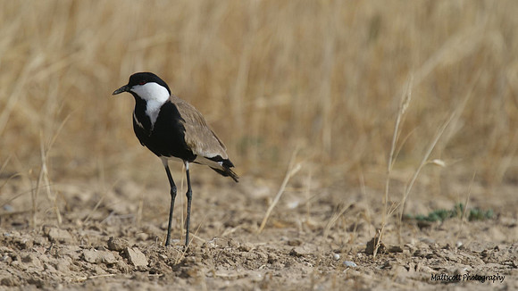 Spur Winged Plover, Larnaca Sewage works 2014