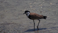 Spur Winged Plover, Oroklini 2014