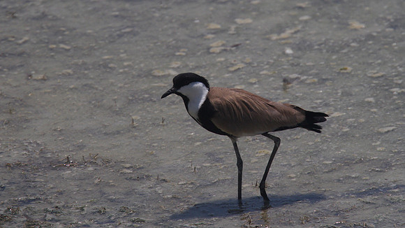 Spur Winged Plover, Oroklini 2014