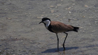 Spur Winged Plover, Oroklini 2014