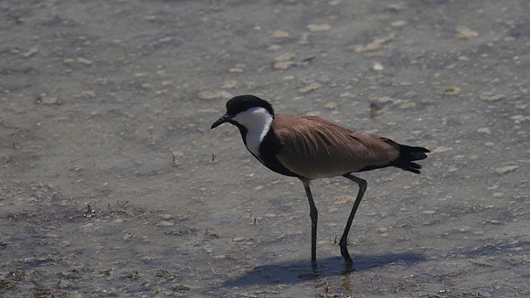 Spur Winged Plover, Oroklini 2014