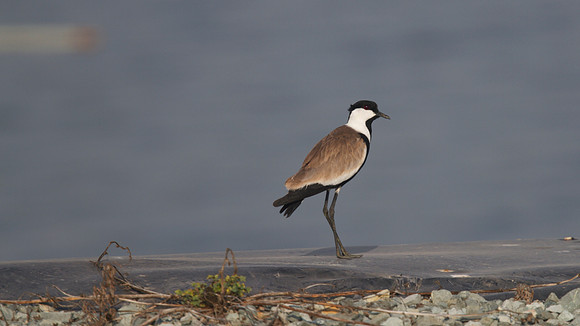 Spur Winged Plover, Larnaca Sewage works 2014