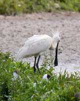 Spoonbill, Slimbridge 2013