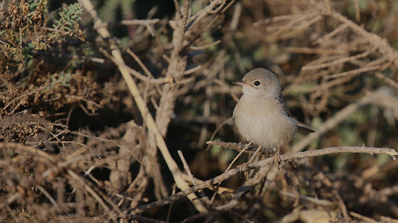 Spectacled Warbler, Larnaca Sewage Works, April 2016