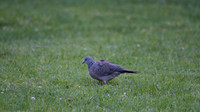 Spotted Turtle Dove, Melbourne, Australia 2013