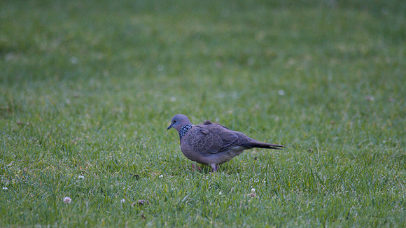 Spotted Turtle Dove, Melbourne, Australia 2013