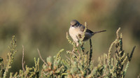 Spectacled Warbler, Larnaca Sewage Works, April 2016