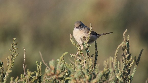 Spectacled Warbler, Larnaca Sewage Works, April 2016