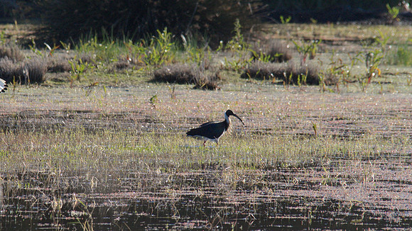 Straw-necked Ibis, November 2013