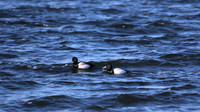 Scaup