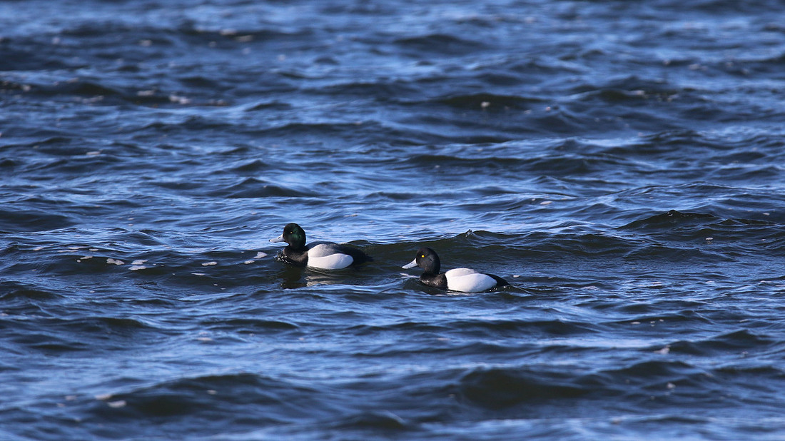 Greater Scaup, Moray Firth, February 2016.