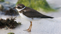 Semipalmated Plover, Arashi Beach, Aruba, November 2015