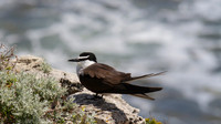 Bridled Tern, Rottnest Island, November 2013