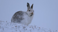 Mountain Hare, Findhorn Valley, February 2016