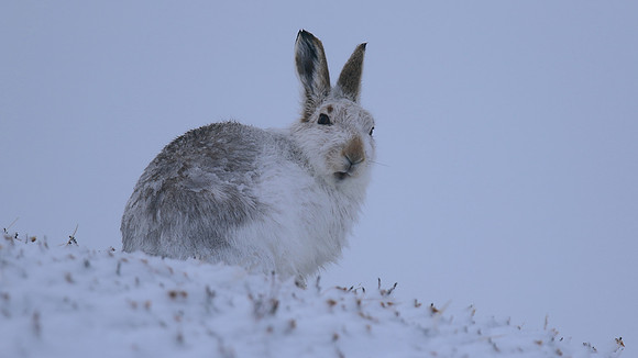 Mountain Hare, Findhorn Valley, February 2016