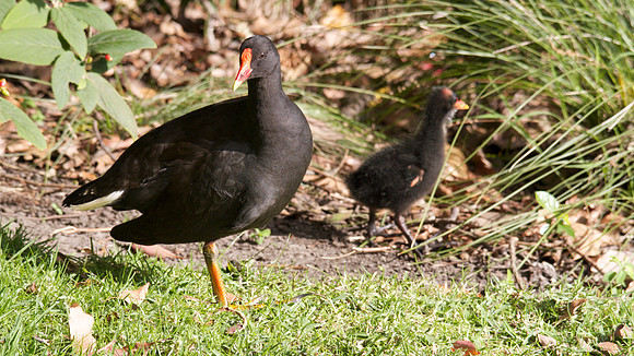 Dusky Moorhen, Melbourne, November 2013
