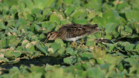 Wilson Snipe, Bubali Pond, Aruba, November 2015.