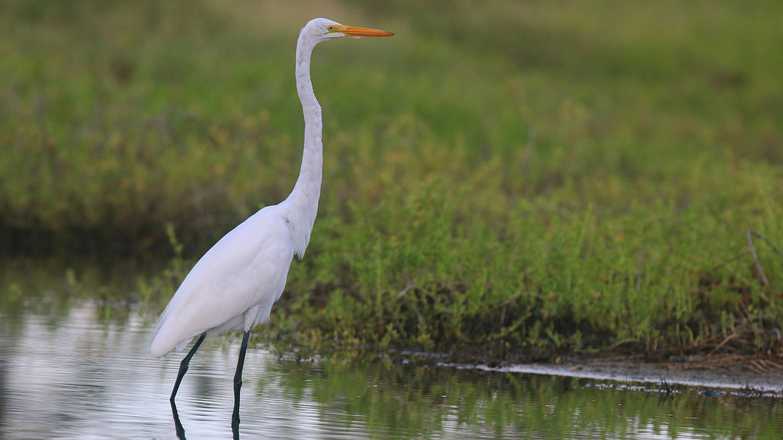 Great Egret, Palm Beach, Aruba, November 2015
