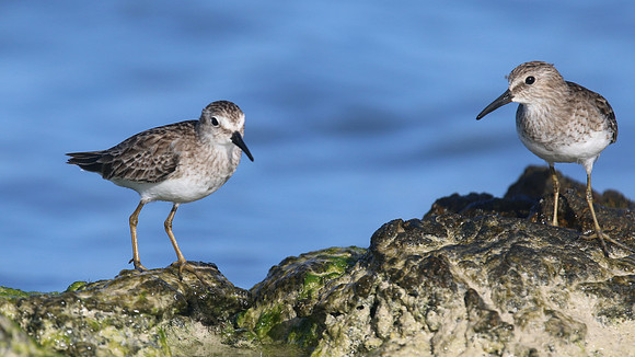 Least Sandpiper, Arashi Beach, Aruba, November 2015