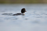 Barrows Goldeneye, River Laxa, Iceland, June 2022.