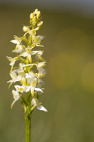 Lesser Butterfly-orchid, Morgans Hill, June 2024