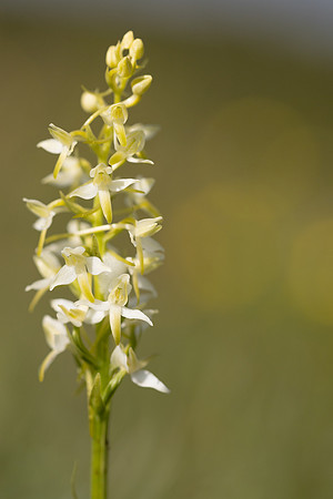 Lesser Butterfly-orchid, Morgans Hill, June 2024