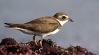 Semipalmated Plover, Arashi Beach, Aruba, November 2015