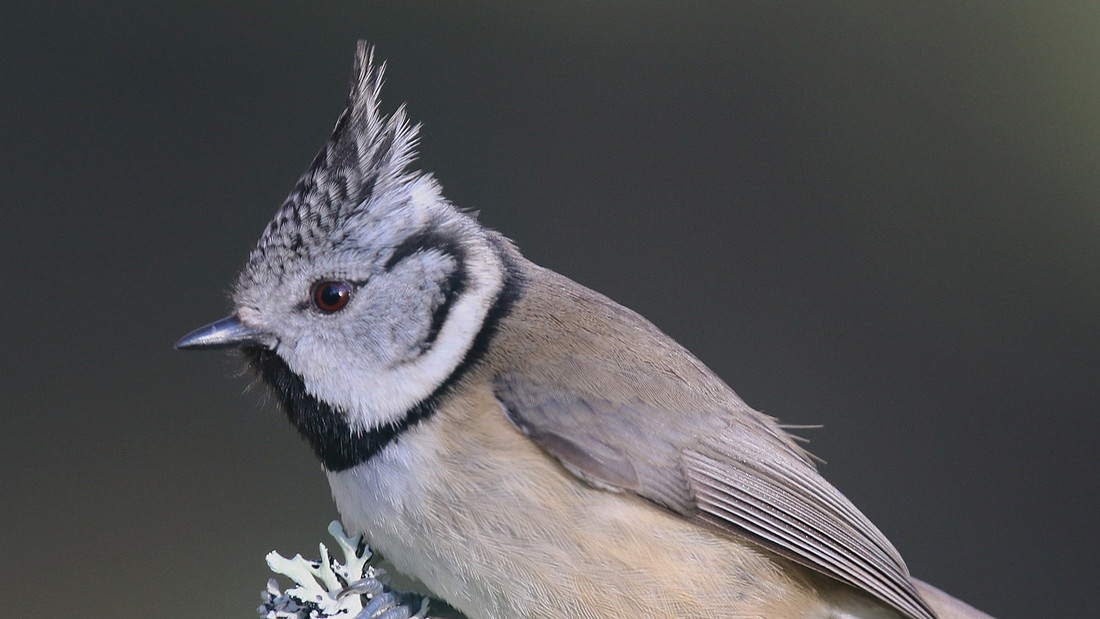 Crested Tit, Loch Garten, Feb 2016