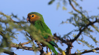 Brown-throated Parakeet