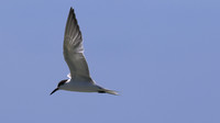 Common Tern. Arashi Beach, Aruba, November 2015