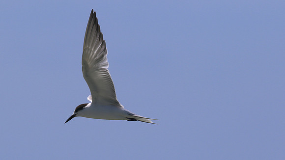 Common Tern. Arashi Beach, Aruba, November 2015