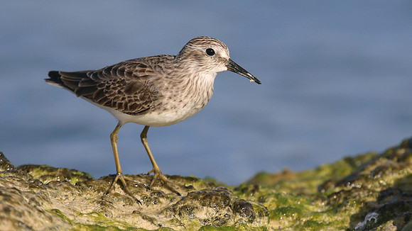 Least Sandpiper, Arashi Beach, Aruba, November 2015.